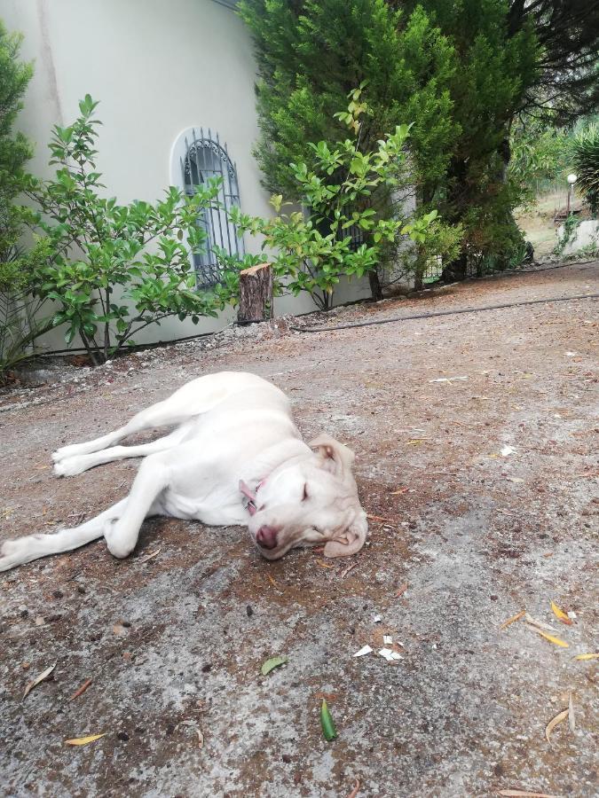 Olea Home Agia Pelagia Chlomou المظهر الخارجي الصورة